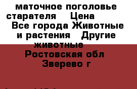 маточное поголовье старателя  › Цена ­ 2 300 - Все города Животные и растения » Другие животные   . Ростовская обл.,Зверево г.